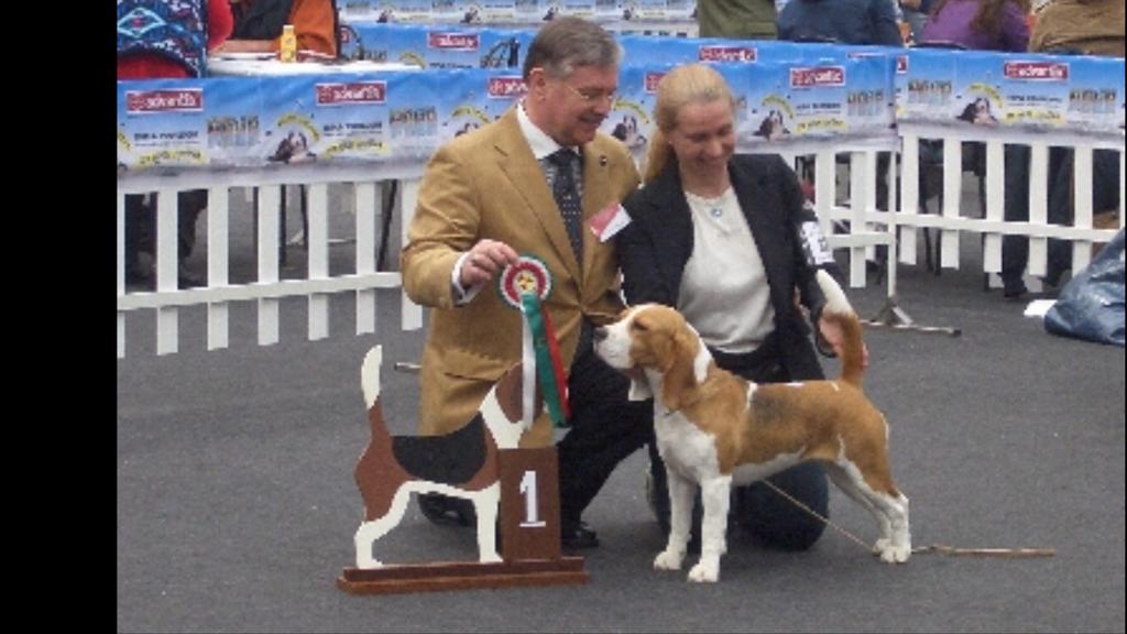 Beagle sul ring con Paola Nuciari